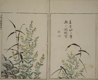 An illustration from A Collection of Lively Sketches [Of Flowers and Insects] of the Ming Dynasty (Minchō shiken) : [volume 3] (1746)