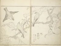 An illustration from True Depictions of Bird and Flower Pictures (Kachōe shashin zui) : [volume 2] (1805)