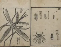 An illustration from Encyclopedia of Western Art (Kōmō zatsuwa 紅毛雑話) : [volume 3] (1787)