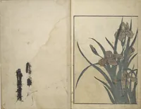 Picture 7 of 7 from Picture Book on Flowers of the Four Seasons (Ehon shiki no hana) : [volume 1] (1801), leaf 11
