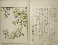 An illustration from Picture Book on Flowers of the Four Seasons (Ehon shiki no hana) : [volume 1] (1801)