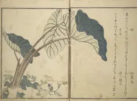 An illustration from Picture Book of Selected Insects (The Insect Book) (Ehon mushi erami) : [volume 1] (1788)