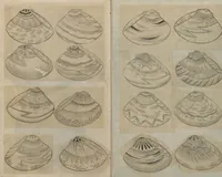 An illustration from Album of Sketches for Lacquer Decoration (Makie shitae no zu? 蒔絵下絵の図) (1839)