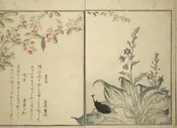 An illustration from Picture Book of Selected Insects (The Insect Book) (Ehon mushi erami) : [volume 2] (1788)