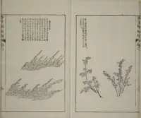 An illustration from The Mustard Seed Garden Painting Manual : [volume 3] (Japanese reprint) (1753)