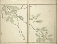 Picture 8 of 12 from Kihō Picture Album (Kihō gafu 埼鳳画譜) (1827), leaf 31