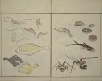 An illustration from How to Draw Birds, Insects and Fish Simply (Chōjū ryakugashiki) (1797)