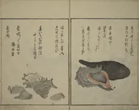 An illustration from The Servants of the Dragon King of the Sea: Fish and Shells (Tatsu no miyatsuko gyokai fu) (1802)