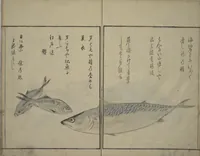 An illustration from The Servants of the Dragon King of the Sea: Fish and Shells (Tatsu no miyatsuko gyokai fu) (1802)
