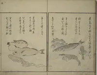 An illustration from The Servants of the Dragon King of the Sea: Fish and Shells (Tatsu no miyatsuko gyokai fu) (1802)
