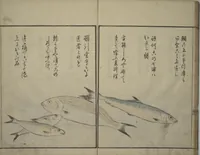 An illustration from The Servants of the Dragon King of the Sea: Fish and Shells (Tatsu no miyatsuko gyokai fu) (1802)