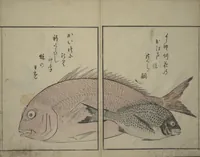 An illustration from The Servants of the Dragon King of the Sea: Fish and Shells (Tatsu no miyatsuko gyokai fu) (1802)