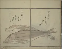 An illustration from The Servants of the Dragon King of the Sea: Fish and Shells (Tatsu no miyatsuko gyokai fu) (1802)