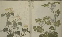 An illustration from How to Draw Plants and Flowers Simply (Sōka ryakugashiki) (1813)