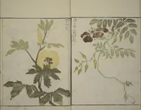 An illustration from How to Draw Plants and Flowers Simply (Sōka ryakugashiki) (1813)