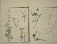An illustration from How to Draw Plants and Flowers Simply (Sōka ryakugashiki) (1813)
