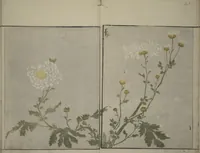 An illustration from How to Draw Plants and Flowers Simply (Sōka ryakugashiki) (1813)