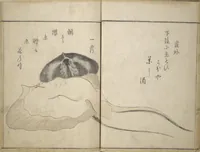 Picture 4 of 18 from The Servants of the Dragon King of the Sea: Fish and Shells (Tatsu no miyatsuko gyokai fu) (1802), leaf 17