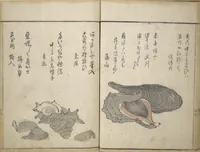 Picture 6 of 18 from The Servants of the Dragon King of the Sea: Fish and Shells (Tatsu no miyatsuko gyokai fu) (1802), leaf 21