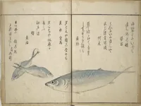 An illustration from The Servants of the Dragon King of the Sea: Fish and Shells (Tatsu no miyatsuko gyokai fu) (1802)