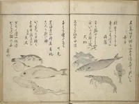 An illustration from The Servants of the Dragon King of the Sea: Fish and Shells (Tatsu no miyatsuko gyokai fu) (1802)