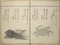 An illustration from The Servants of the Dragon King of the Sea: Fish and Shells (Tatsu no miyatsuko gyokai fu) (1802)