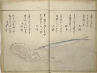 Picture 11 of 18 from The Servants of the Dragon King of the Sea: Fish and Shells (Tatsu no miyatsuko gyokai fu) (1802), leaf 27