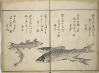 An illustration from The Servants of the Dragon King of the Sea: Fish and Shells (Tatsu no miyatsuko gyokai fu) (1802)