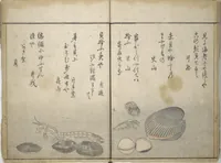 An illustration from The Servants of the Dragon King of the Sea: Fish and Shells (Tatsu no miyatsuko gyokai fu) (1802)