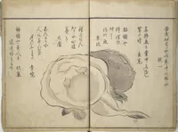 An illustration from The Servants of the Dragon King of the Sea: Fish and Shells (Tatsu no miyatsuko gyokai fu) (1802)