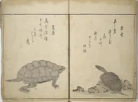 An illustration from The Servants of the Dragon King of the Sea: Fish and Shells (Tatsu no miyatsuko gyokai fu) (1802)