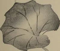 An illustration from Kinkadō's Album of Drawings by Keibun (Keibun Kinka chō) (1898)