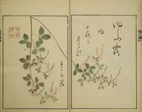An illustration from Ōson (Hōitsu) Picture Album (Ōson gafu) (1817)