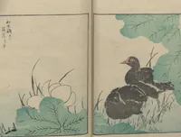 An illustration from Picture Album of Various Birds (Shūchō gafu 聚鳥畫譜) (1885)
