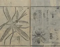 An illustration from Chats on Novelties of Foreign Lands (Kōmōzatsuwa 紅毛雑話) : [volume 3] (1787)
