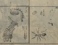 An illustration from Chats on Novelties of Foreign Lands (Kōmōzatsuwa 紅毛雑話) : [volume 3] (1787)