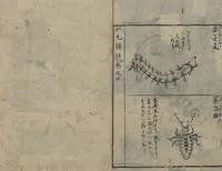 Picture 7 of 7 from Chats on Novelties of Foreign Lands (Kōmōzatsuwa 紅毛雑話) : [volume 3] (1787), leaf 23