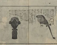 An illustration from Chats on Novelties of Foreign Lands (Kōmōzatsuwa 紅毛雑話) : [volume 5] (1787)
