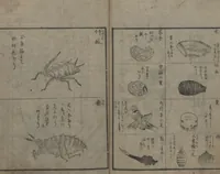 An illustration from Chats on Novelties of Foreign Lands (Kōmōzatsuwa 紅毛雑話) (1796)