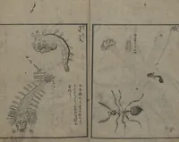 An illustration from Chats on Novelties of Foreign Lands (Kōmōzatsuwa 紅毛雑話) (1796)