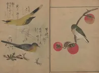 Picture 8 of 13 from A Compendium of Small Birds (Kotori rui shū 小鳥類集) (1836), leaf 11