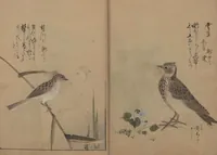 Picture 9 of 13 from A Compendium of Small Birds (Kotori rui shū 小鳥類集) (1836), leaf 12