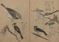 Picture 2 of 13 from A Compendium of Small Birds (Kotori rui shū 小鳥類集) (1836), leaf 5