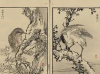 An illustration from Bairei Picture Album of One Hundred Birds (Bairei hyakuchō gafu 楳嶺百鳥畫譜) : [volume 1] (1884)