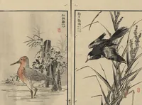An illustration from Bairei Picture Album of One Hundred Birds (Bairei hyakuchō gafu 楳嶺百鳥畫譜) : [volume 1] (1884)