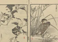 An illustration from Bairei Picture Album of One Hundred Birds (Bairei hyakuchō gafu 楳嶺百鳥畫譜) : [volume 1] (1884)