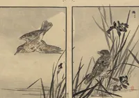 An illustration from Bairei Picture Album of One Hundred Birds (Bairei hyakuchō gafu 楳嶺百鳥畫譜) : [volume 1] (1884)
