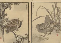 Picture 4 of 18 from Bairei Picture Album of One Hundred Birds (Bairei hyakuchō gafu 楳嶺百鳥畫譜) : [volume 1] (1884), leaf 9