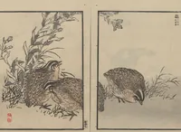An illustration from Bairei Picture Album of One Hundred Birds (Bairei hyakuchō gafu 楳嶺百鳥畫譜) : [volume 2] (1884)