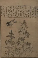 An illustration from Illustrations of Birds and Flowers (Kachō e-zukushi 花鳥絵づくし) (1683)